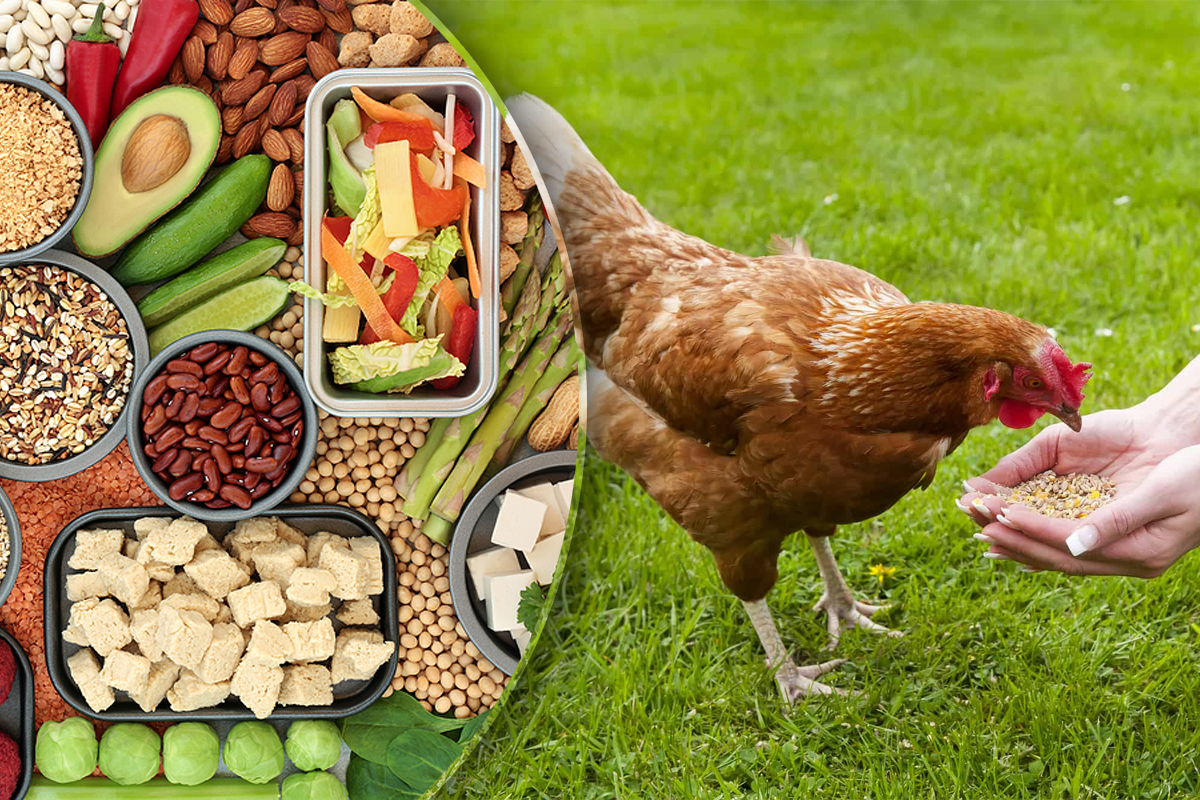 Alimente pe care sa nu le dai sub nicio forma gainilor. Sunt foarte periculoase