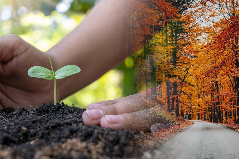 Când se plantează pomii toamna. Ce trebuie să faci cu rădăcinile înainte de a-i pune în pământ. Doar așa vor avea rod bogat