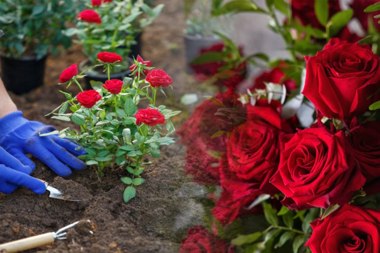 Când se plantează trandafirii toamna, de fapt. Cum se îngrijesc corect pentru a înflori spectaculos