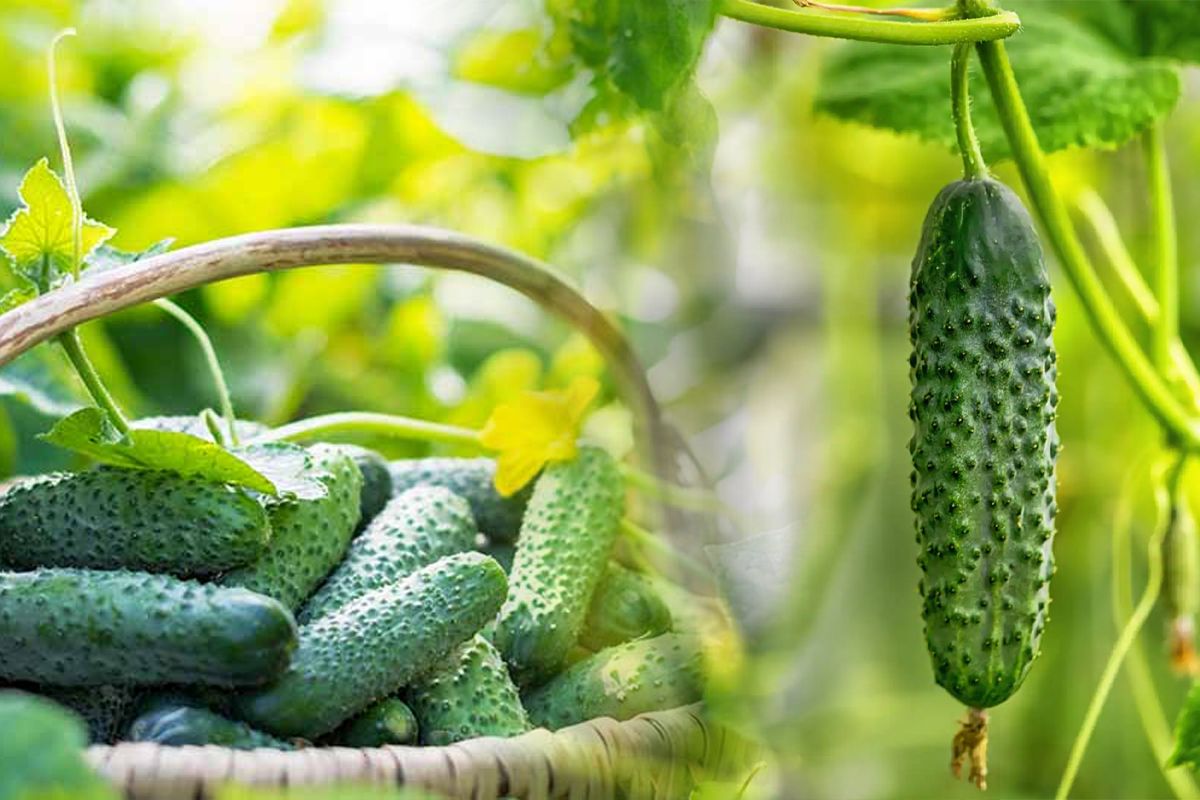 Când se seamănă, de fapt, castraveții de toamnă. Secretul marilor grădinari pentru recolte bogate în fiecare an