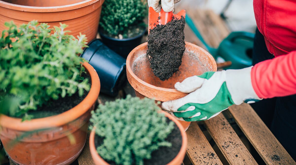 Cărbune vegetal împotriva mucegăirii plantelor