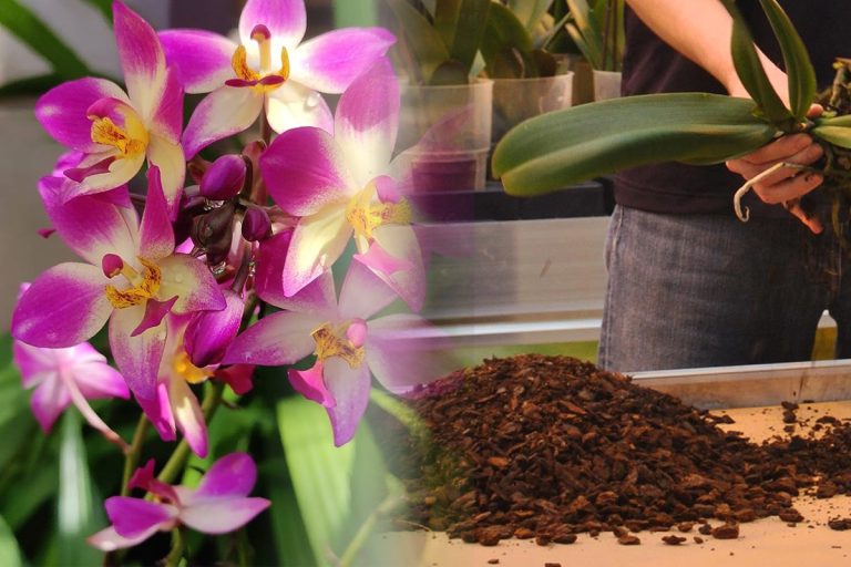 Care este cel mai bun pământ pentru orhidee. Așa nu mai putrezește și va fi plină de flori