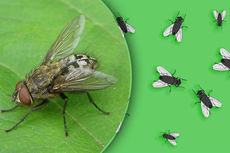 Care este pluralul cuvântului muscă. Mulți români fac greșeala