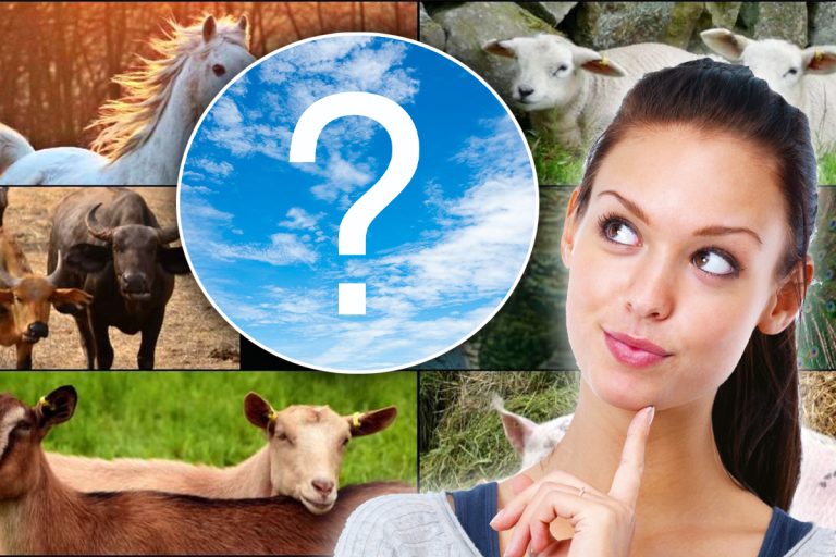 Singurul animal de pe Pământ care nu poate privi în sus. Mulți români îl au în curte