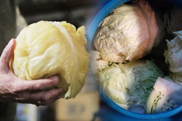 Ce să adaugi în butoiul cu varza murată pentru a-i da culoare. Ingredientul care nu trebuie să lipsească, trucuri de la gospodinele iscusite