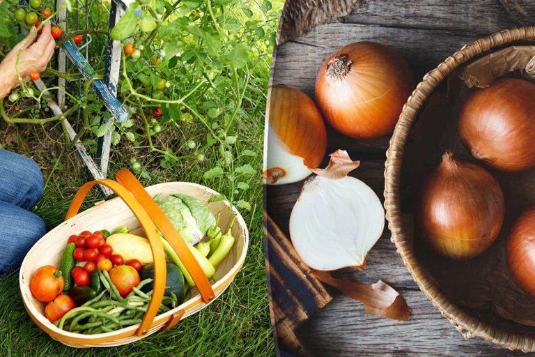 Ce să plantezi după ceapă în grădină. Cele mai compatibile legume pentru recolte bogate