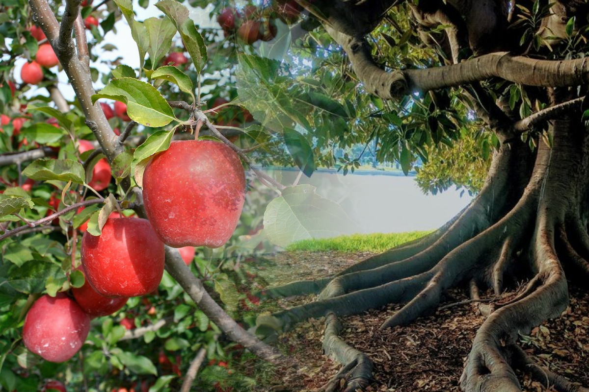Ce sa pui la radacina merilor ca sa faca multe fructe