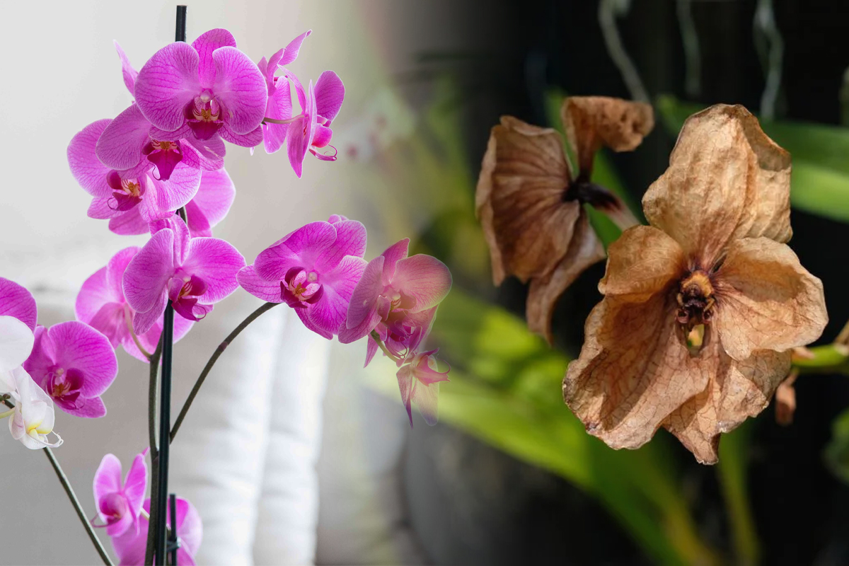 Ce trebuie sa faci, daca orhideea s-a ofilit