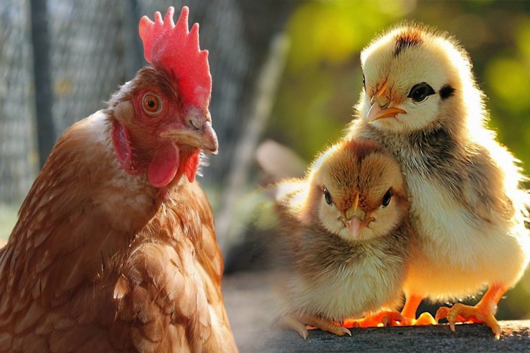 Ce trebuie să le dai puilor de găină să mănânce. Secretul fermierilor ca să crească mari și sănătoși