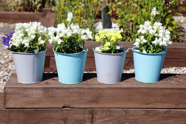 Cel mai bun îngrășământ natural pentru a accelera înflorirea plantelor. Vor crește mari și frumoase, ai nevoie de câteva ingrediente banale