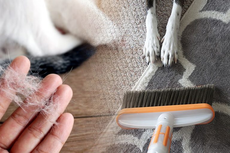 Cel mai simplu mod pentru a scăpa de părul de câini sau pisici de pe haine și din casă. Metoda care nu dă greș