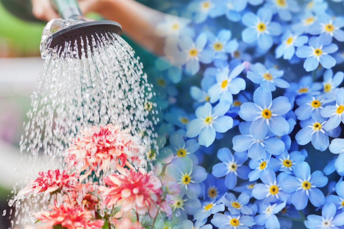 Cu ce sa stropesti plantele din gradina pentru a scapa de insectele daunatoare