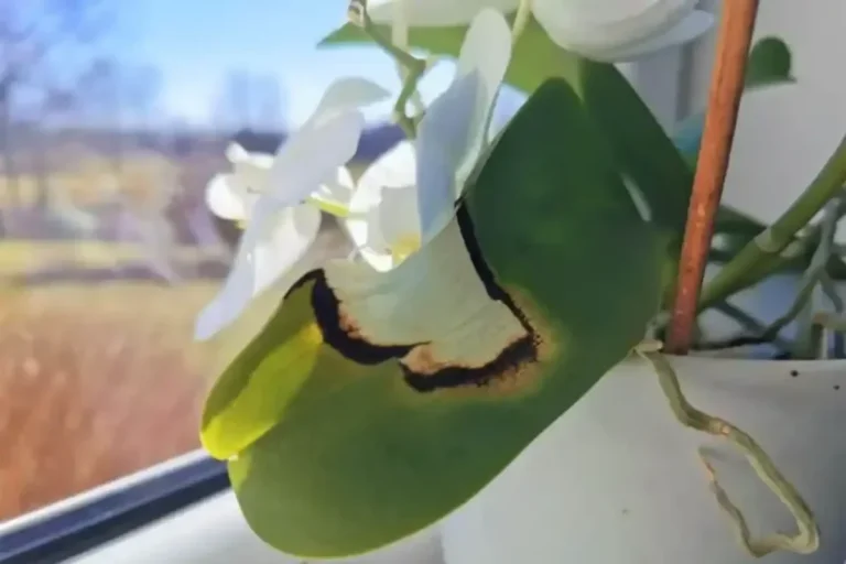 Ce să faci neapărat cu orhideea arsă de soare. Trucul grădinarilor de top care o salvează