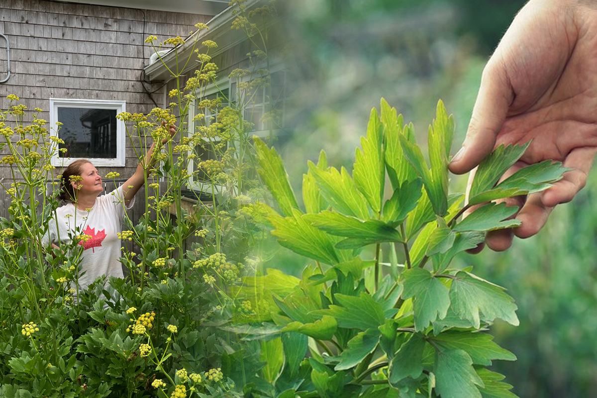 Cum se conservă leușteanul pentru iarnă