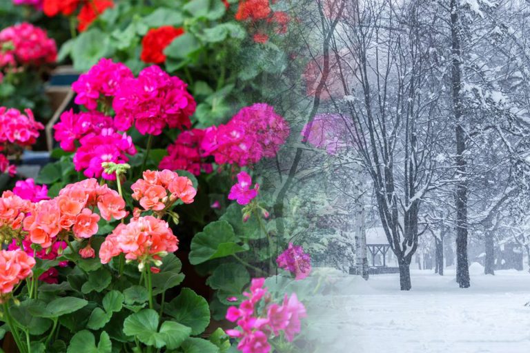 Cum se îngrijesc mușcatele iarna. Ce să faci ca să înflorească abundent după ce trece sezonul rece