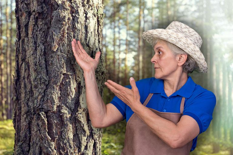 De ce crapă scoarța copacilor. Greșelile care îți pot distruge pomii fructiferi