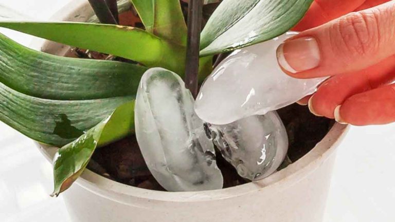 De ce să adaugi cuburi de gheață în ghivecele cu flori. Metoda genială care rezolvă o mare problemă