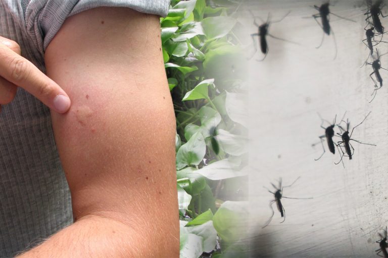 De ce unele persoane sunt înțepate mai des de țânțari. Specialistul spune clar, motivul ciudat