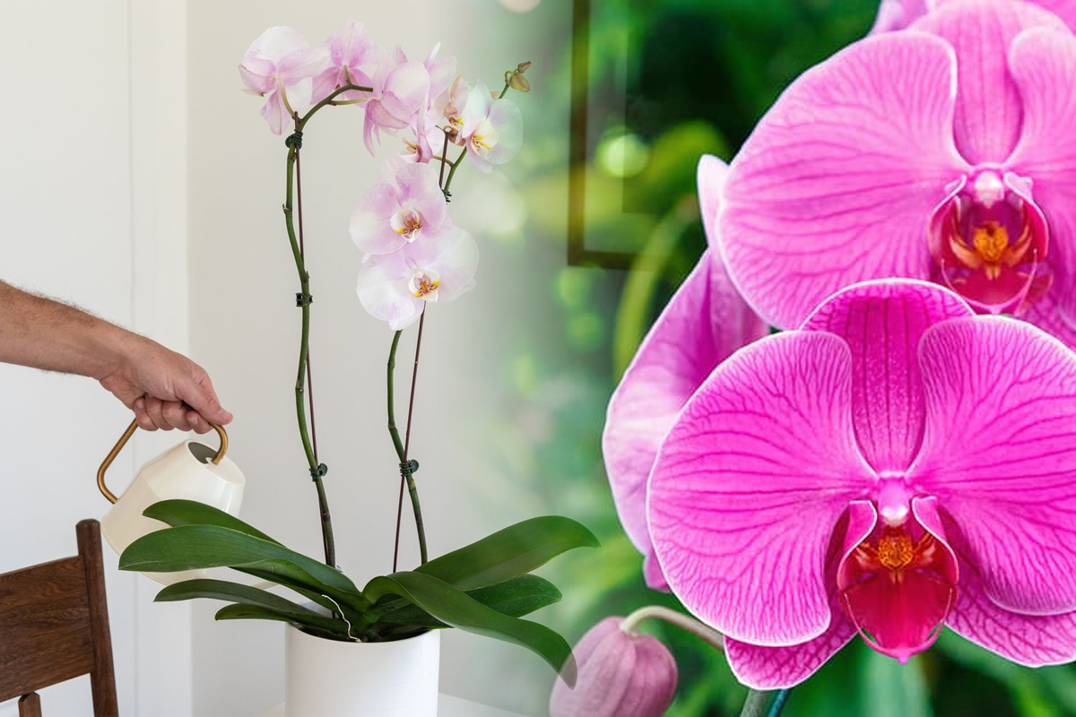 In ce perioada din an infloresc orhideele