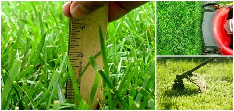 Când trebuie tuns gazonul toamna. Sfaturi și trucuri de la grădinari pentru a arăta perfect