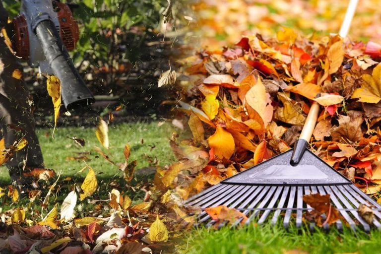 Nu mai strânge frunzele uscate din curte. Greșeala pe care mulți români o fac, de ce să renunți la acest obicei