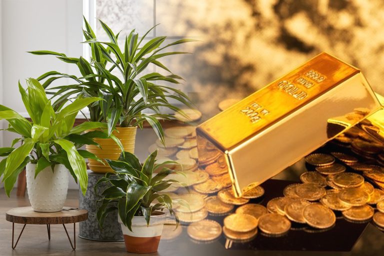 Planta pe care trebuie să o ai în casă pentru a atrage prosperitatea. Unde e bine să o așezi, aduce noroc în viața ta