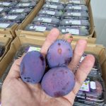 Cu ce se ocupă fratele mai mare al Adelei Popescu