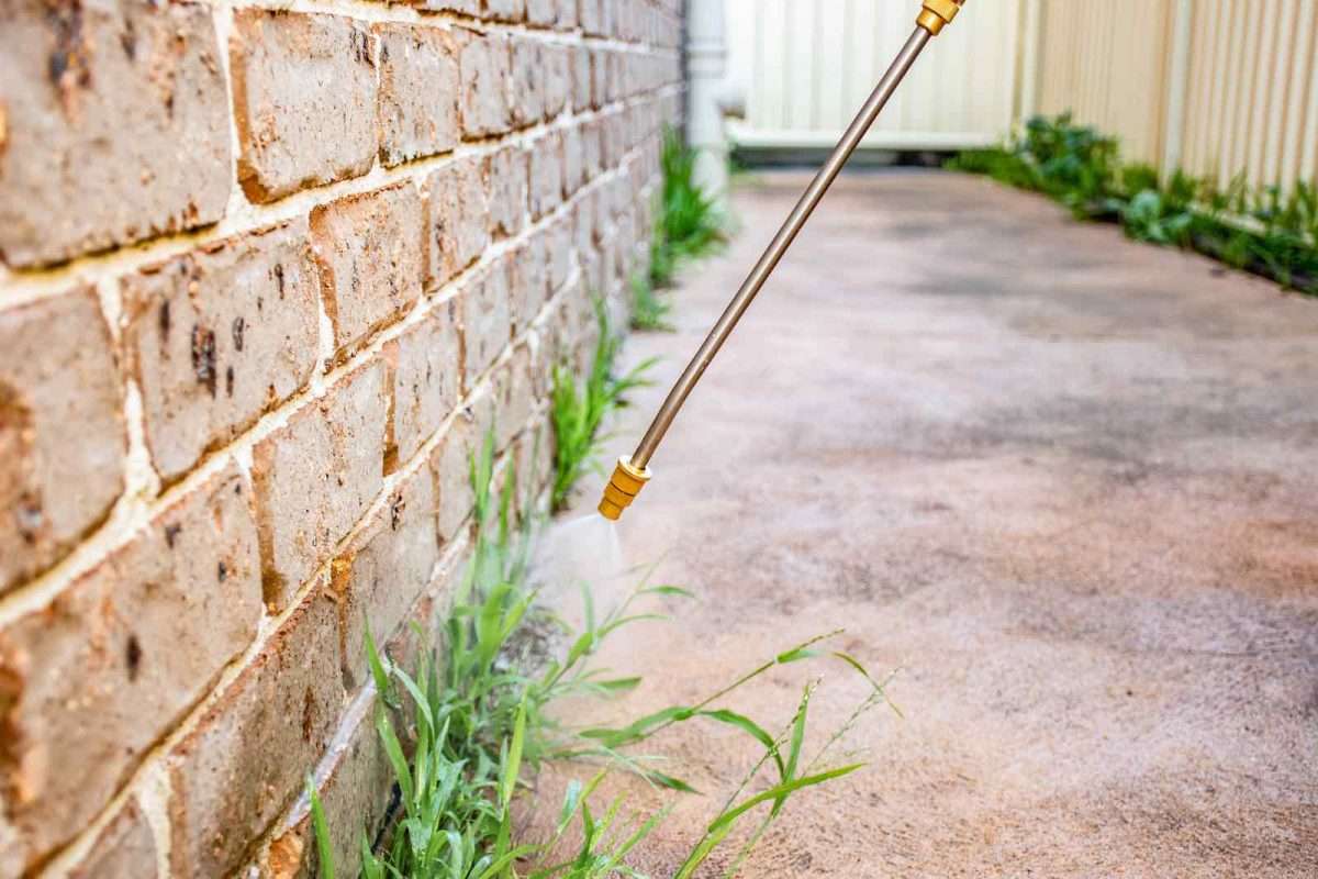 Scapa de buruienile din curte cu aceasta solutie naturista