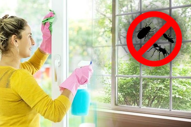 Trucul care te ajută să ții departe ploșnițele de casa ta. Cele 3 ingrediente care îți sunt de mare folos, cum trebuie să procedezi de fapt