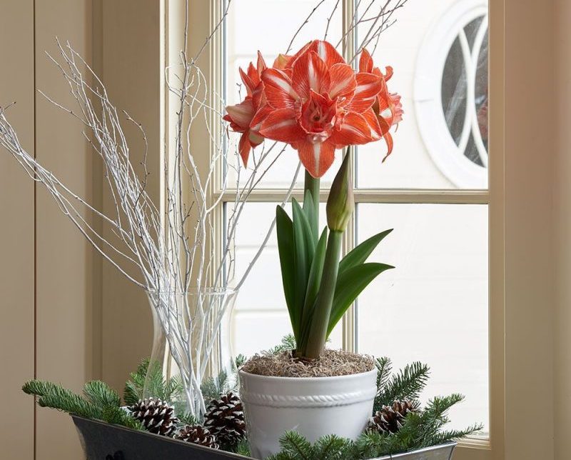 5 plante de interior care infloresc pe tot parcursul anului