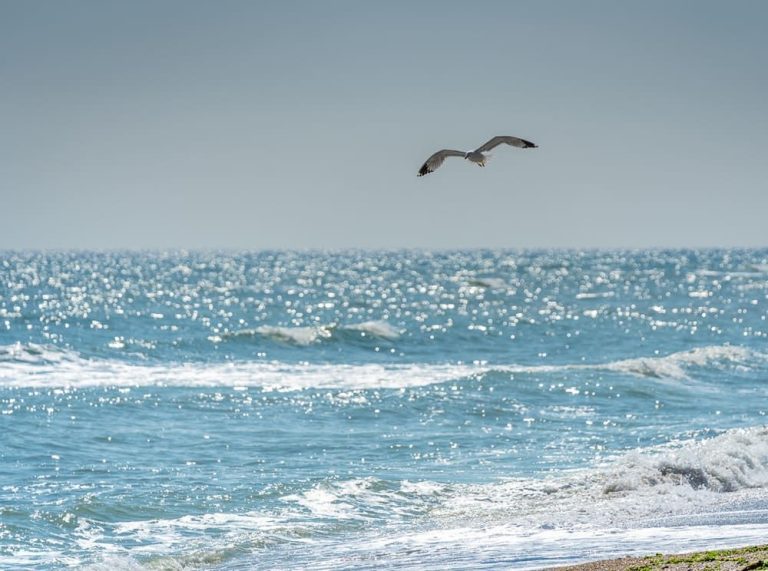 Fenomen rar la Marea Neagră. Nu s-a mai întâmplat așa ceva de 40 de ani Foto