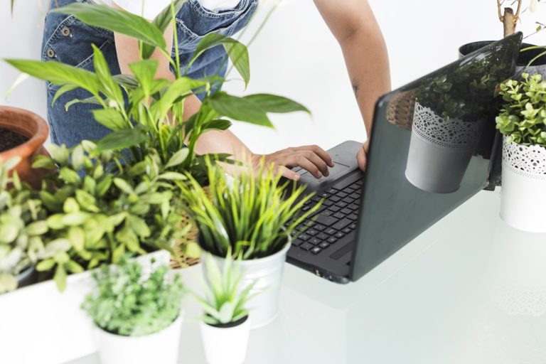 4 plante pentru birou. Sunt perfecte pentru a-ți decora locul în care lucrezi, ce avantaje au