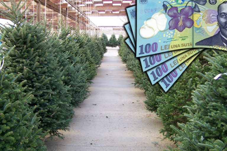 Cât costă brazii de Crăciun în 2023. Prețuri pentru brad natural și artificial