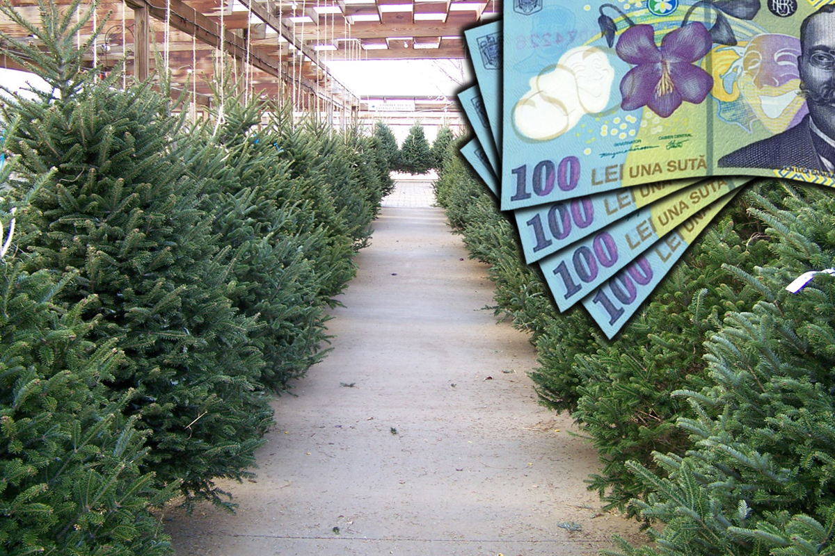 Cât costă brazii de Crăciun în 2023. Prețuri pentru brad natural și artificial