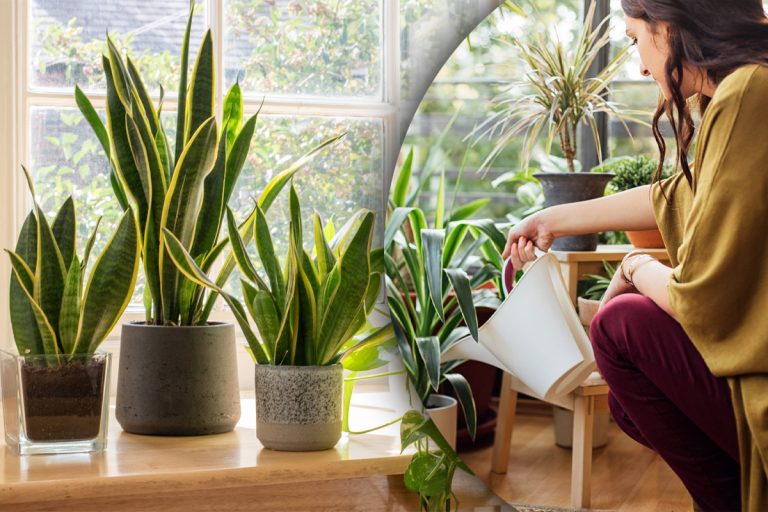 Cu ce să stropești plantele din casă pentru o înflorire spectaculoasă. Amestecul puternic, ce trebuie să adaugi în apă