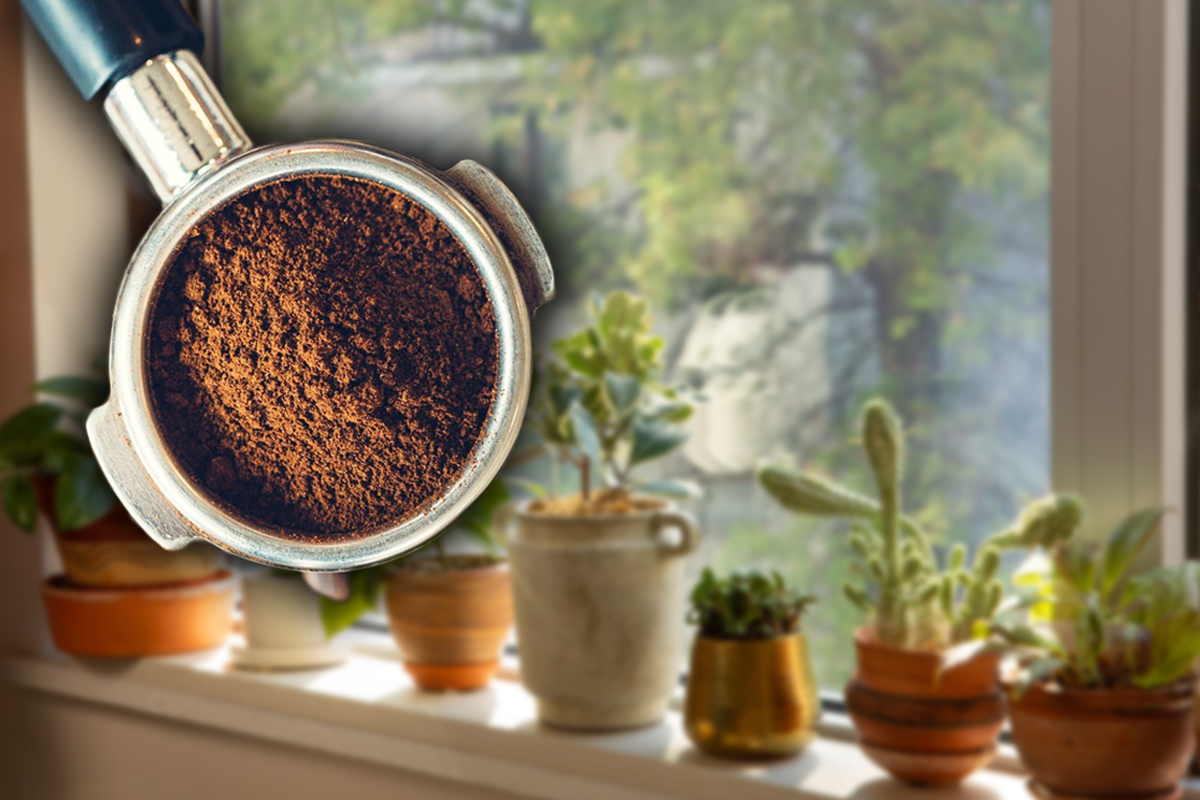 Cum se foloseste zatul de cafea la flori, de fapt, si cu ce le ajuta. Efecte uimitoare