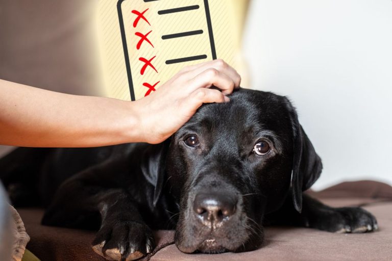 De ce nu este bine să-ți mângâi câinele pe cap. 4 motive care te vor face să plângi