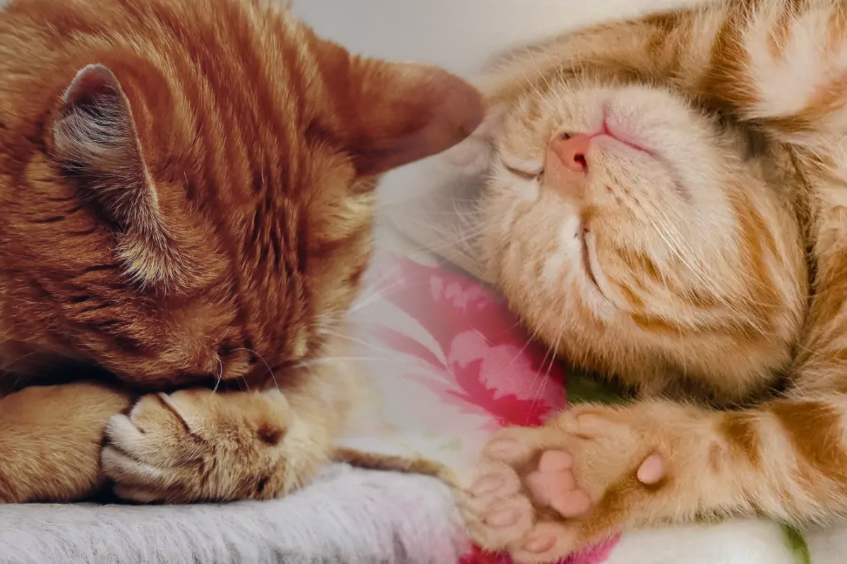 De ce pisicile isi acopera fata atunci cand dorm. Motivul te va surprinde