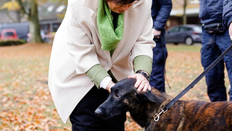 Motivul pentru care nu ar trebui să-ți mângâi niciodată câinele pe cap. Explicațiile specialiștilor te vor surprinde