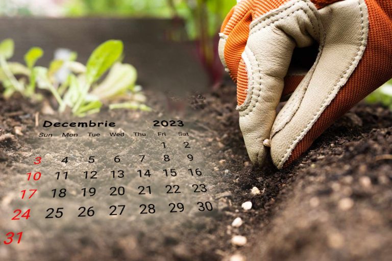 Ce să plantezi în grădină doar în luna decembrie. Florile și legumele care dau roade bogate