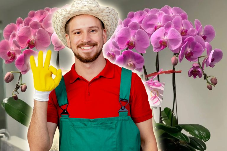 Ce trebuie să faci să înflorească orhideea cât mai frumos iarna. 4 sfaturi și trucuri folositoare de la grădinari