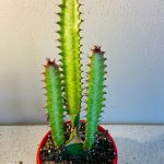 Cele 3 plante pe care sa le daruiesti de Craciun 1