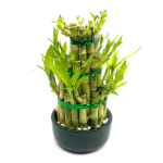 Cele 3 plante pe care sa le daruiesti de Craciun