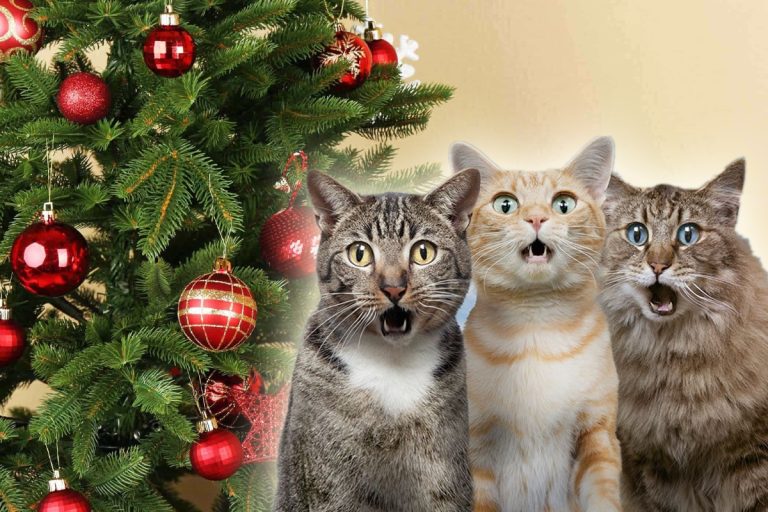 Cum poți să ții departe pisica de bradul de Crăciun. Trucul banal pe care trebuie să-l știi, îți va fi de mare ajutor