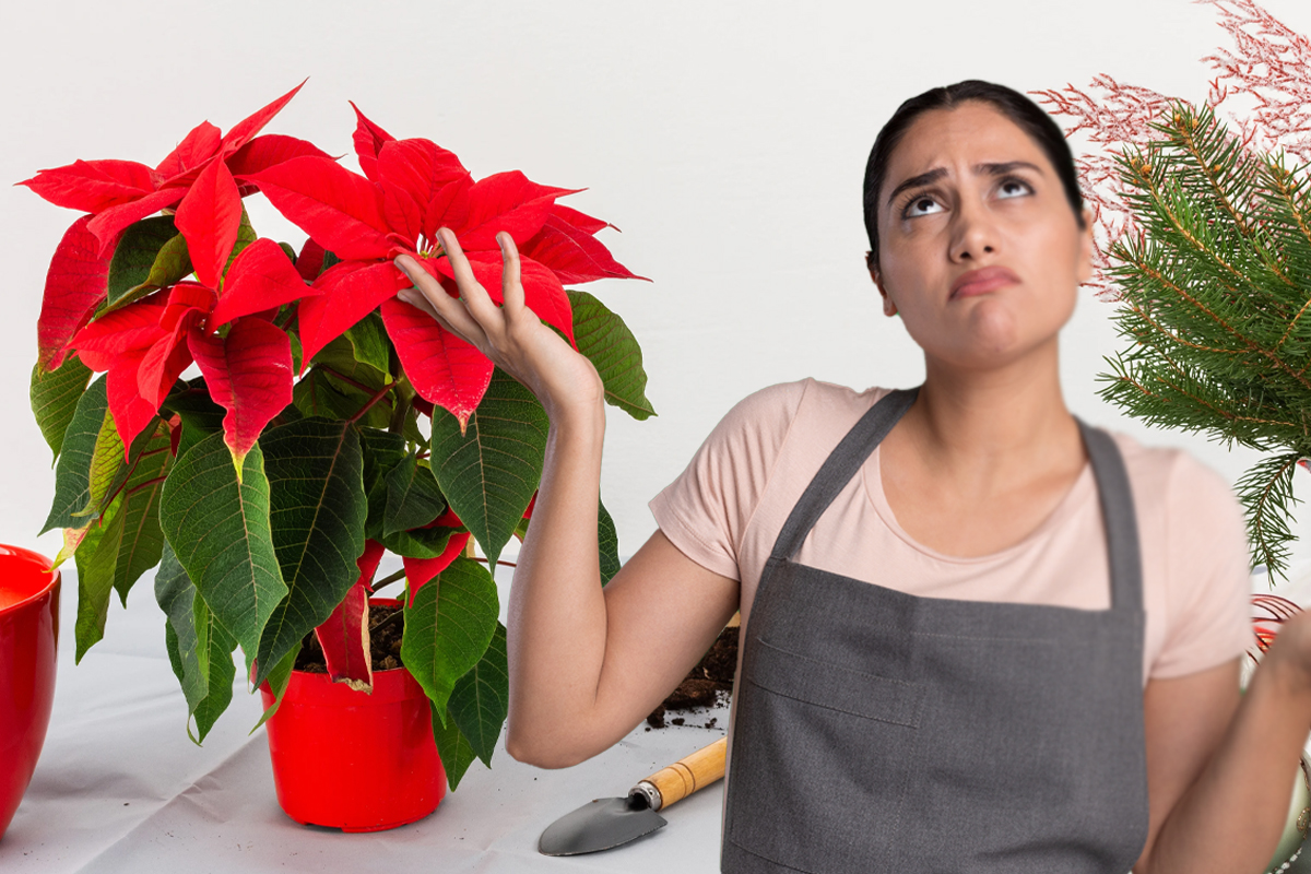 De ce cad frunzele Crăciunițelor