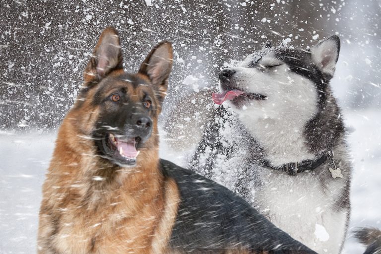 De ce să nu lași niciodată câinele să mănânce zăpadă. La ce pericol se poate expune