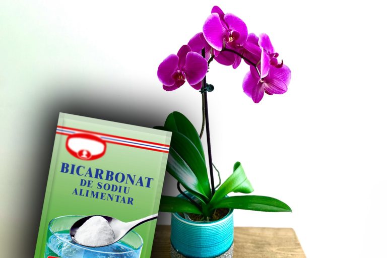 De ce să presari bicarbonat de sodiu la orhidee. Trucul pe care nu ți-l va spune niciun grădinar