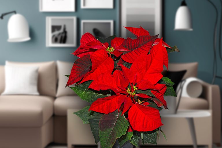 Locul din casă în care este bine să pui Crăciunița de Anul Nou. Așa vei atrage norocul și bunăstarea