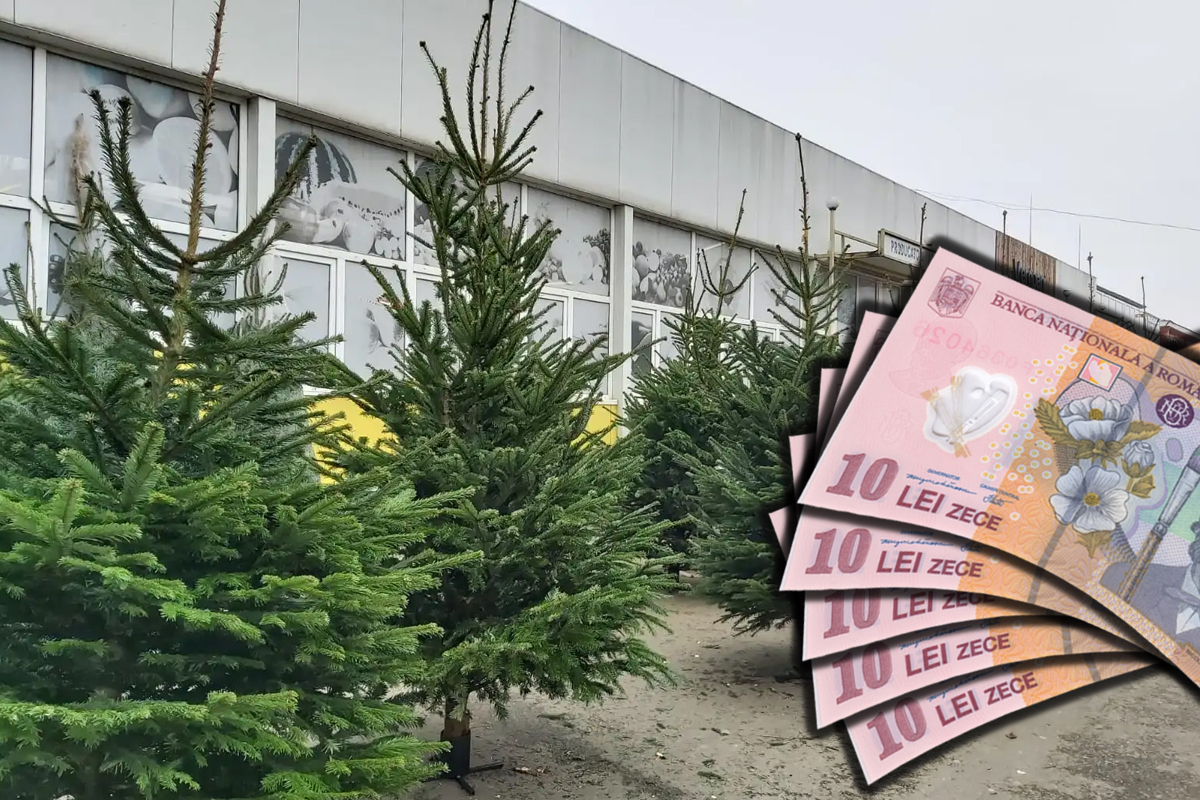 Unde găsești cei mai ieftini brazi de Crăciun. Magazinul unde prețurile pornesc de la 40 de lei