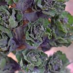 A aparut o noua leguma in pietele din Romania. Aspectul ei face furori, arata ca o varza si are gust de nuci